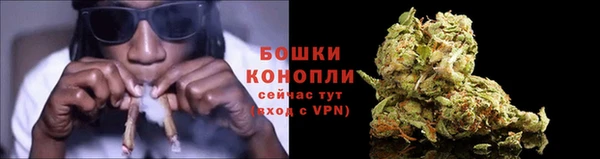 индика Бородино