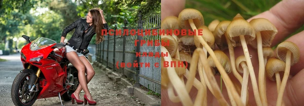 индика Бородино